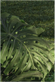 Perspectiva plantas